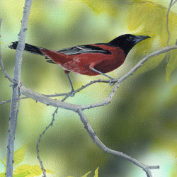 Orchard Oriole - Springtime by Steve McAllister